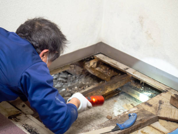 Best Mold Remediation  in Wagon Wheel, AZ