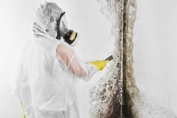 Mold Testing and Removal in Wagon Wheel, AZ
