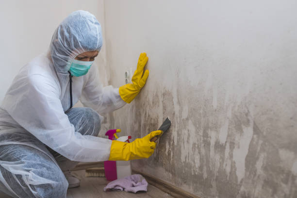 Best Local Mold Removal Service  in Wagon Wheel, AZ