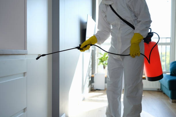 Certified Mold Removal in Wagon Wheel, AZ