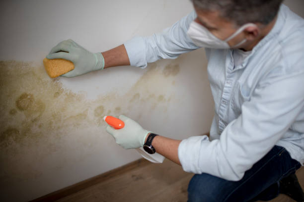Best Office Mold Removal Services  in Wagon Wheel, AZ