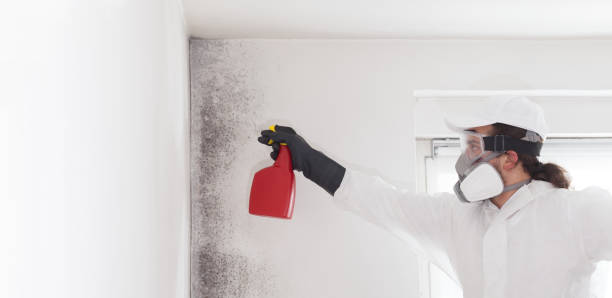 Best Mold Testing and Removal  in Wagon Wheel, AZ
