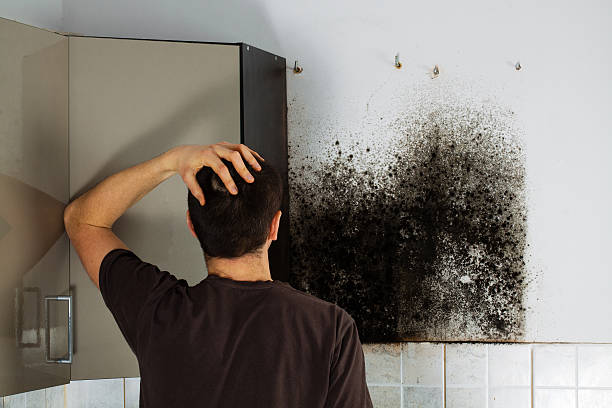 Best Local Mold Removal Service  in Wagon Wheel, AZ