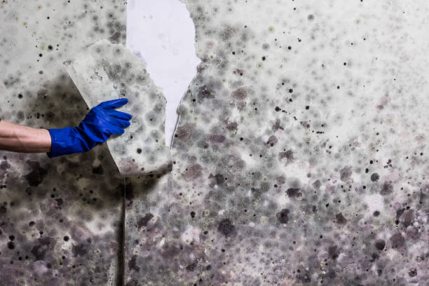 Best Crawl Space Mold Removal  in Wagon Wheel, AZ