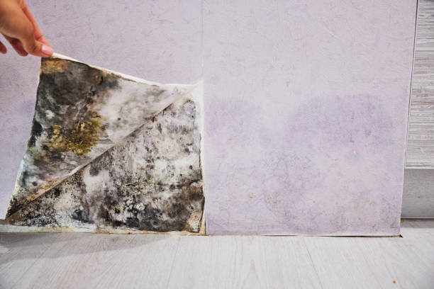 Best Mold Removal Near Me  in Wagon Wheel, AZ